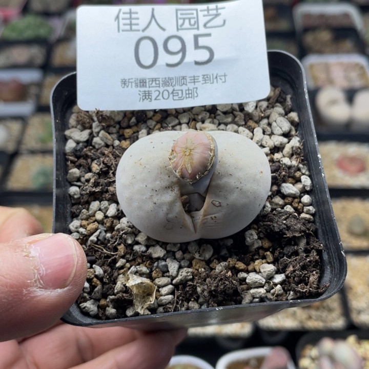 佳人园艺老周上福利啦095
