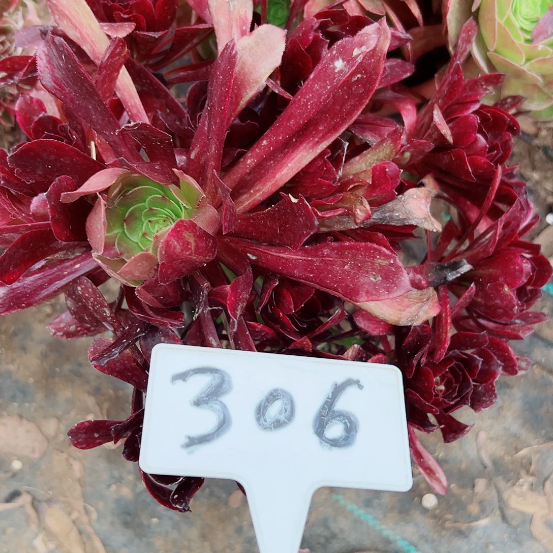 多肉植物墨几法师