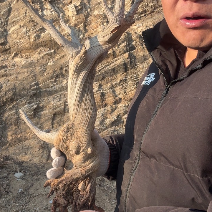 有机玻璃太行崖柏