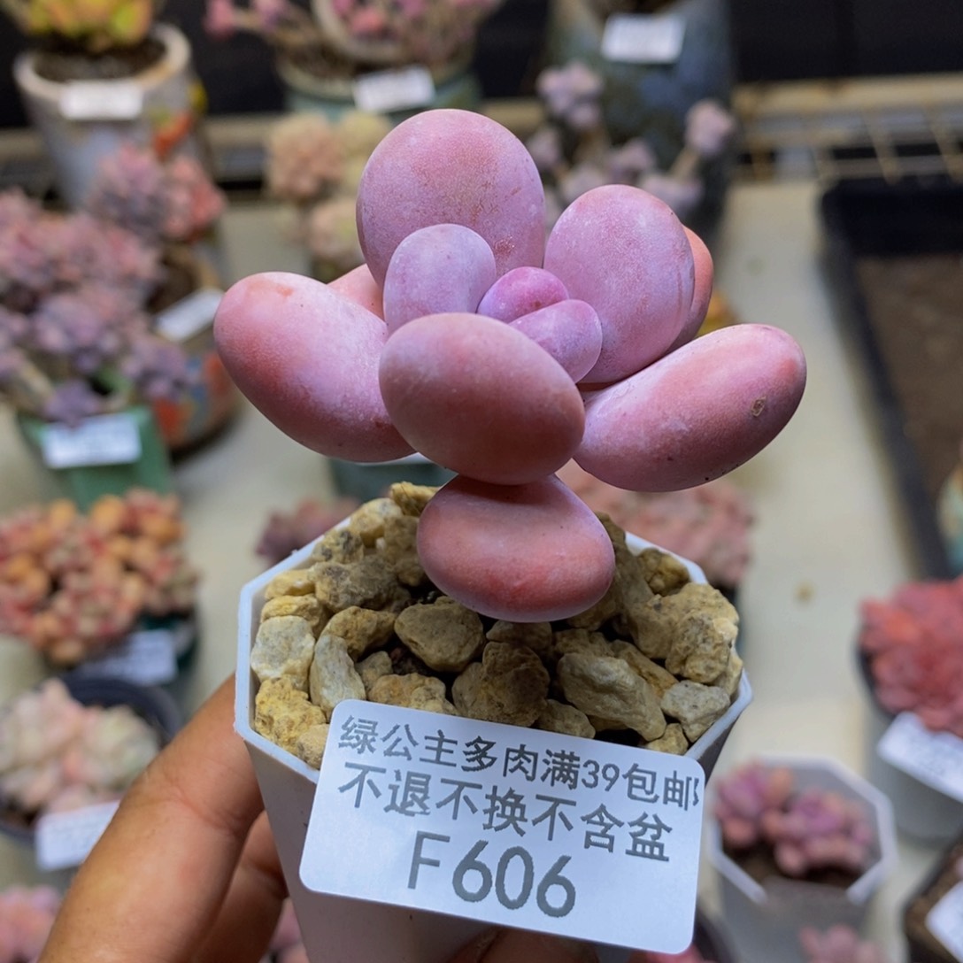 606橙雪球多肉5cm