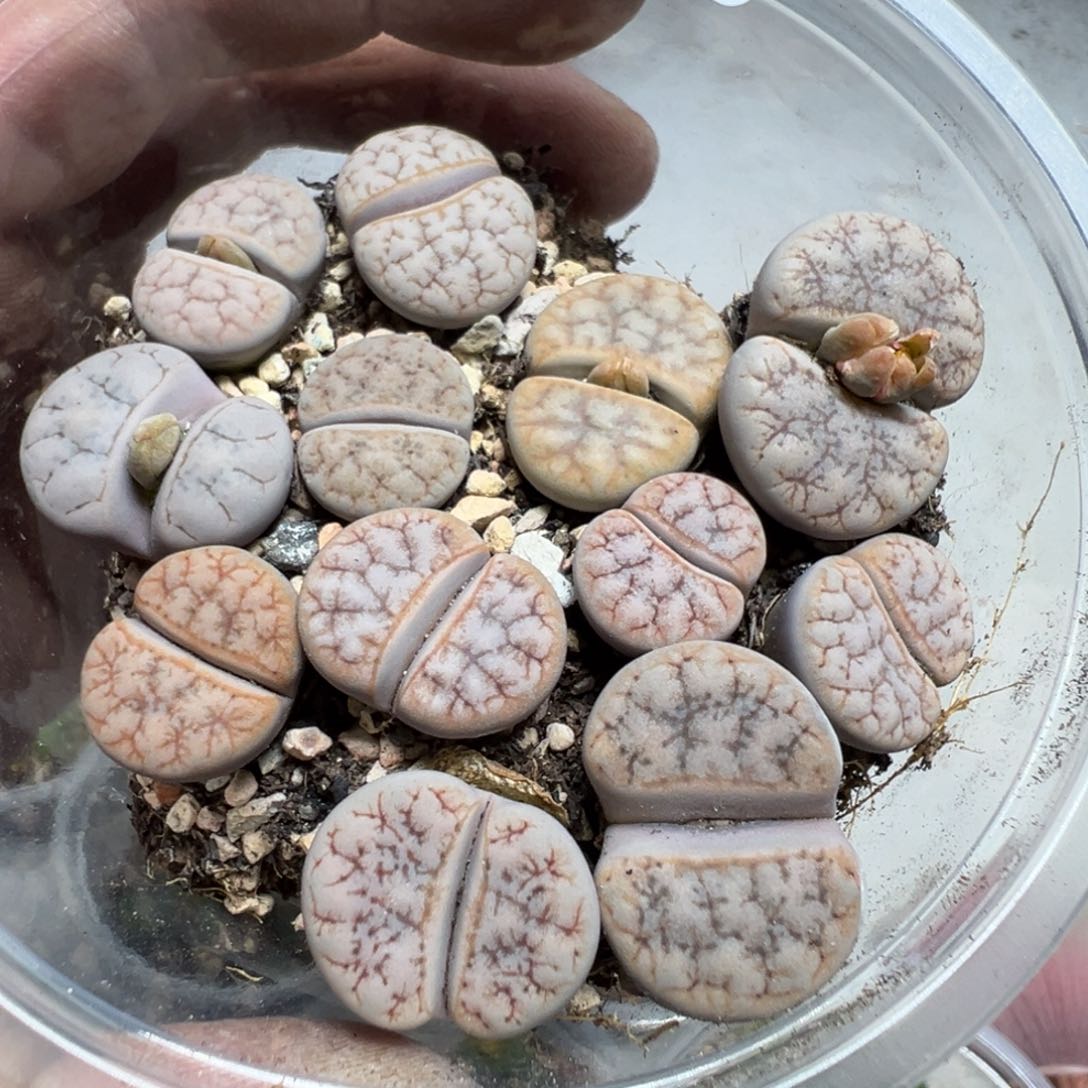 【闪购商品】 162。    