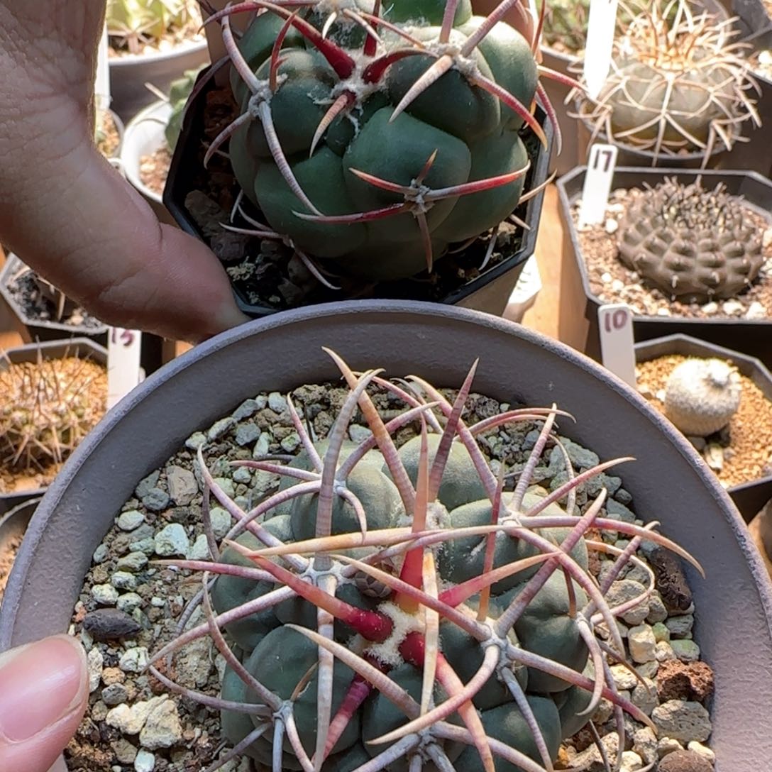 粗刺绯冠龙实生仙人球