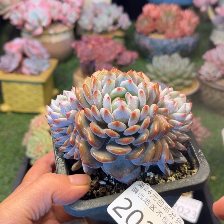 大2024/、zhxgxgcvccv