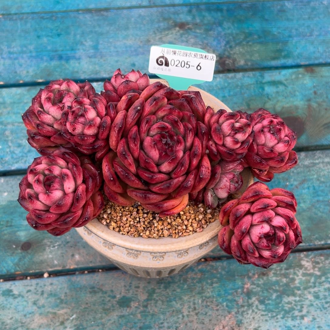 多肉一物一拍0205-6