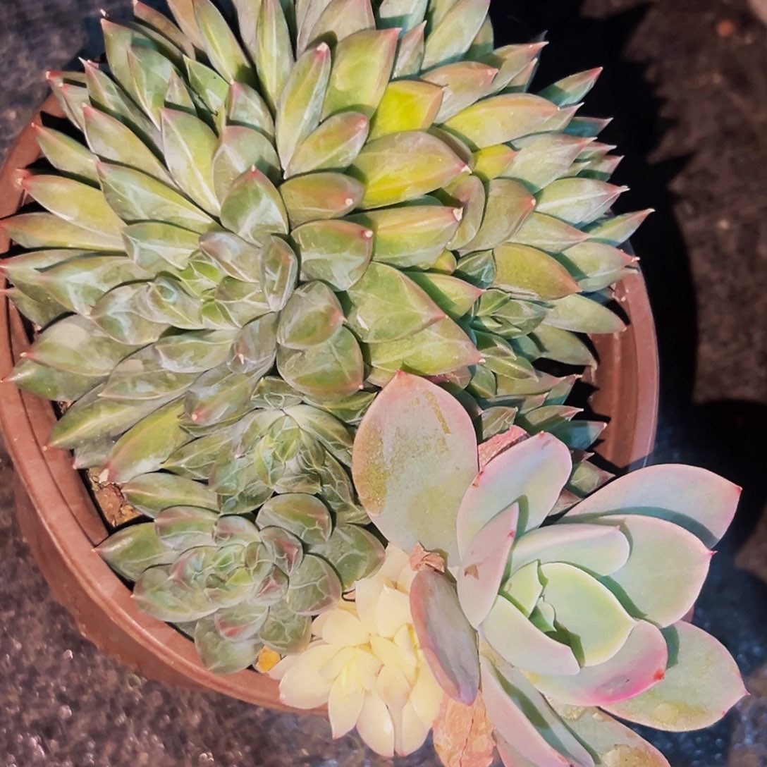 桔云多肉美人精品系列