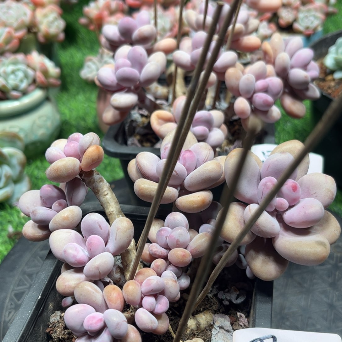 思专拍桃蛋两颗老桩