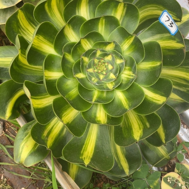 73暴君法师锦锦锦