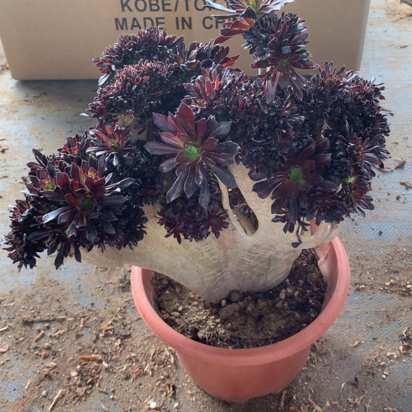 【闪购商品】天****）特价不售后156