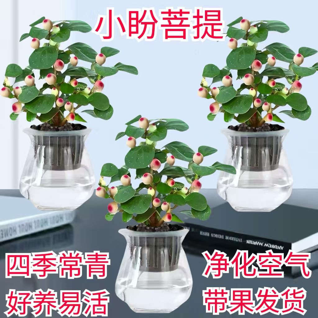 小盼菩提树带果盆栽室内水培招财植物净化空气客厅办公室桌面绿植