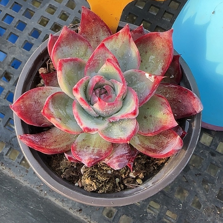 糯***施57 惊鸿仙子多肉植物6-9cm