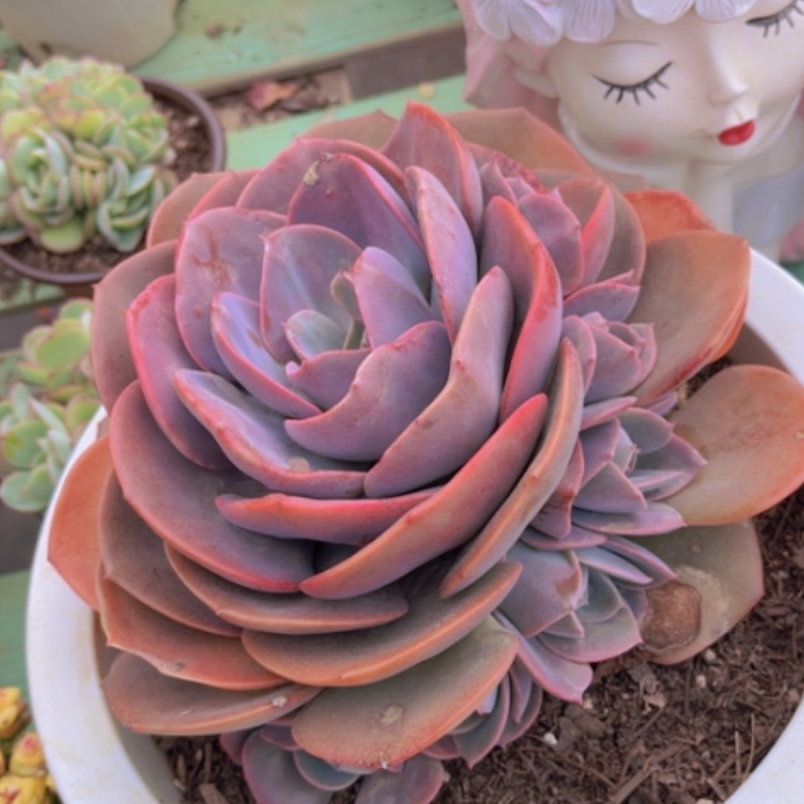 【闪购商品】尘埃玫瑰1414