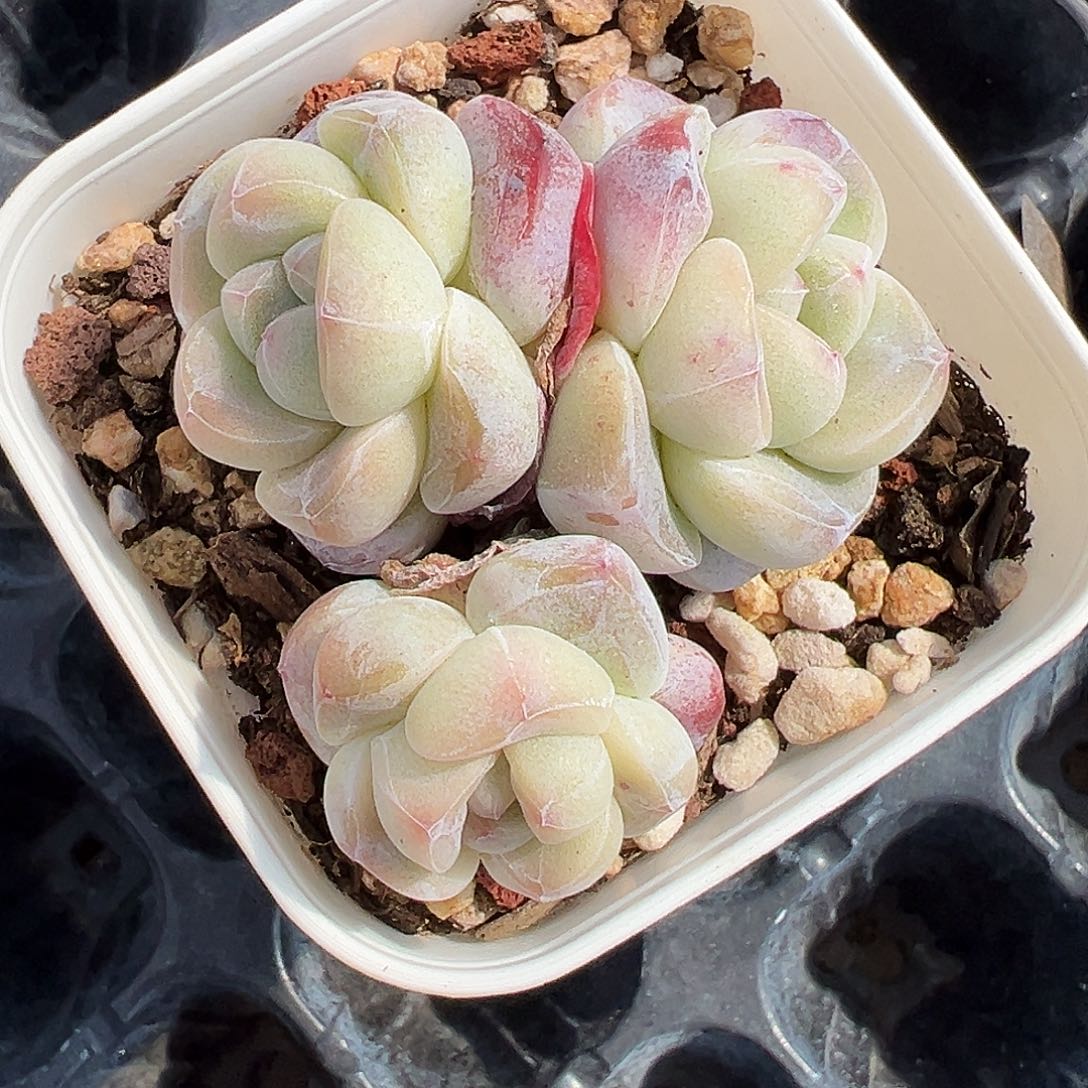 冰玉珍妮心三头老桩，953