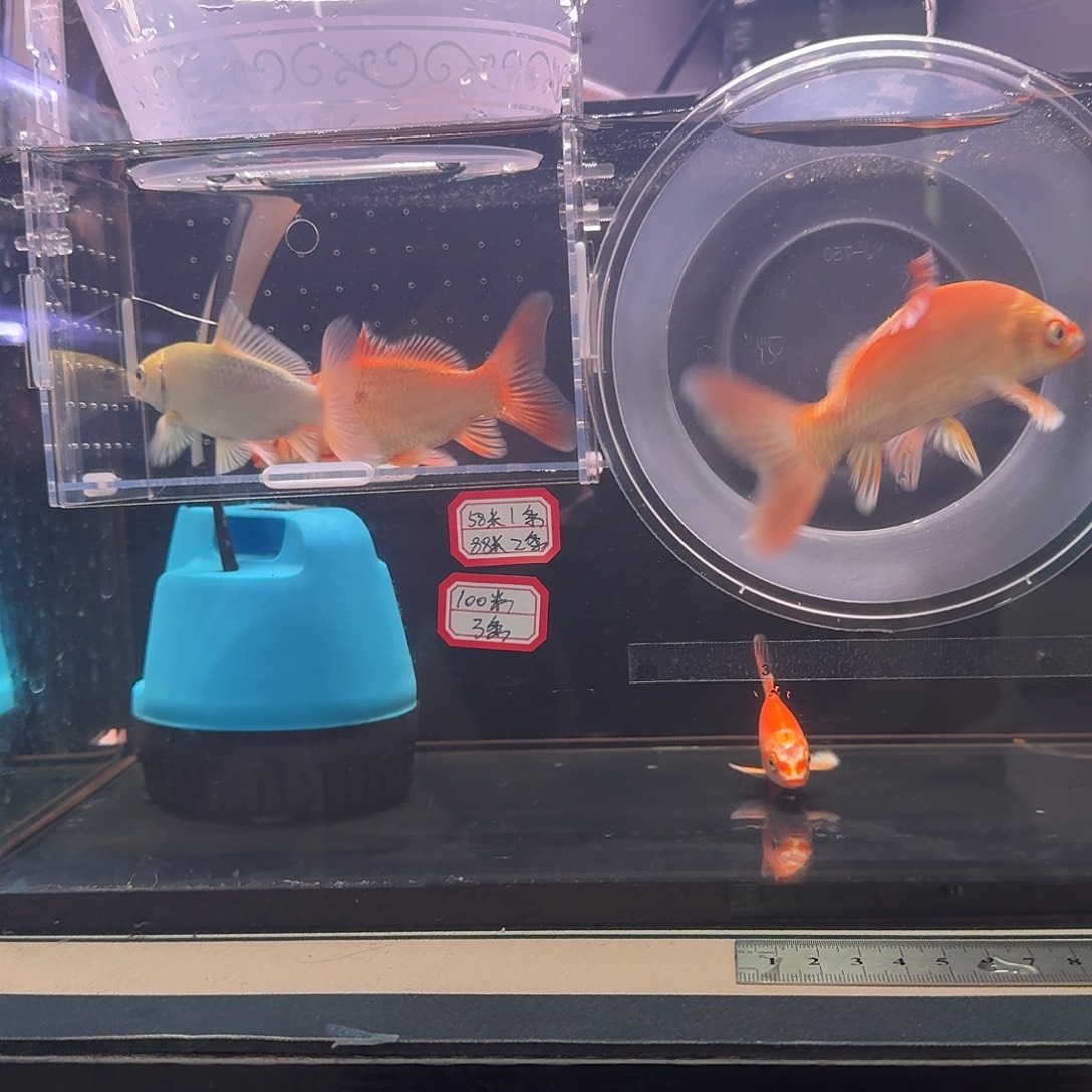 局***切蝴蝶鲤鱼到货录完整开箱视频