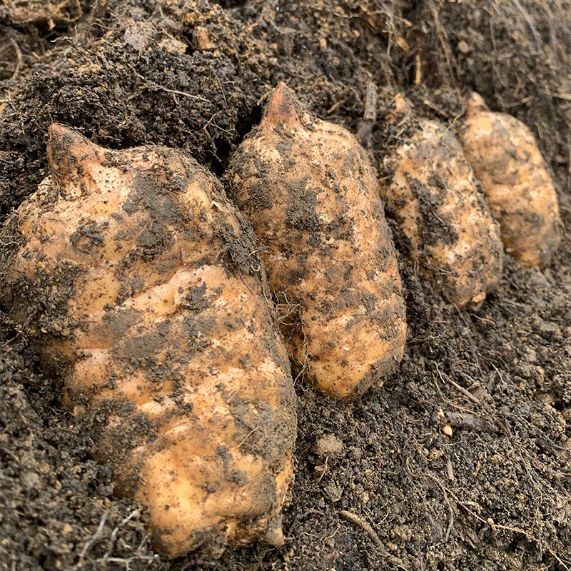 【大芹专属】新鲜小草坝宠粉专属现挖现发新鲜小草坝天麻