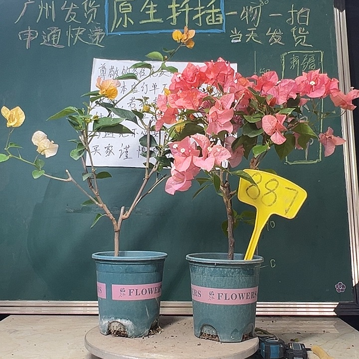 当前无花栽培后可以开花老板娘大放漏 波伊斯玫瑰 黄玫瑰 887