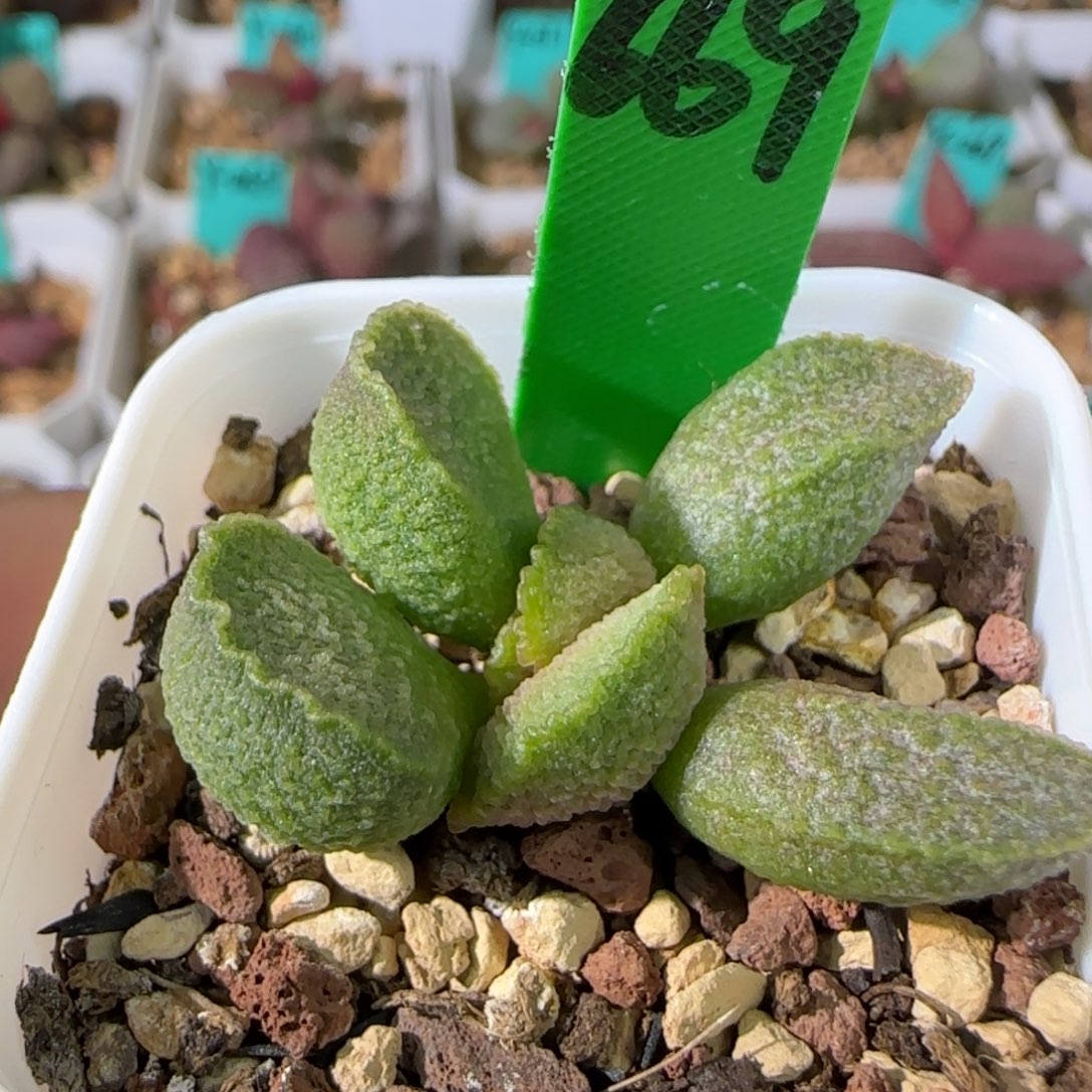 编号669底叶插，四方盆发