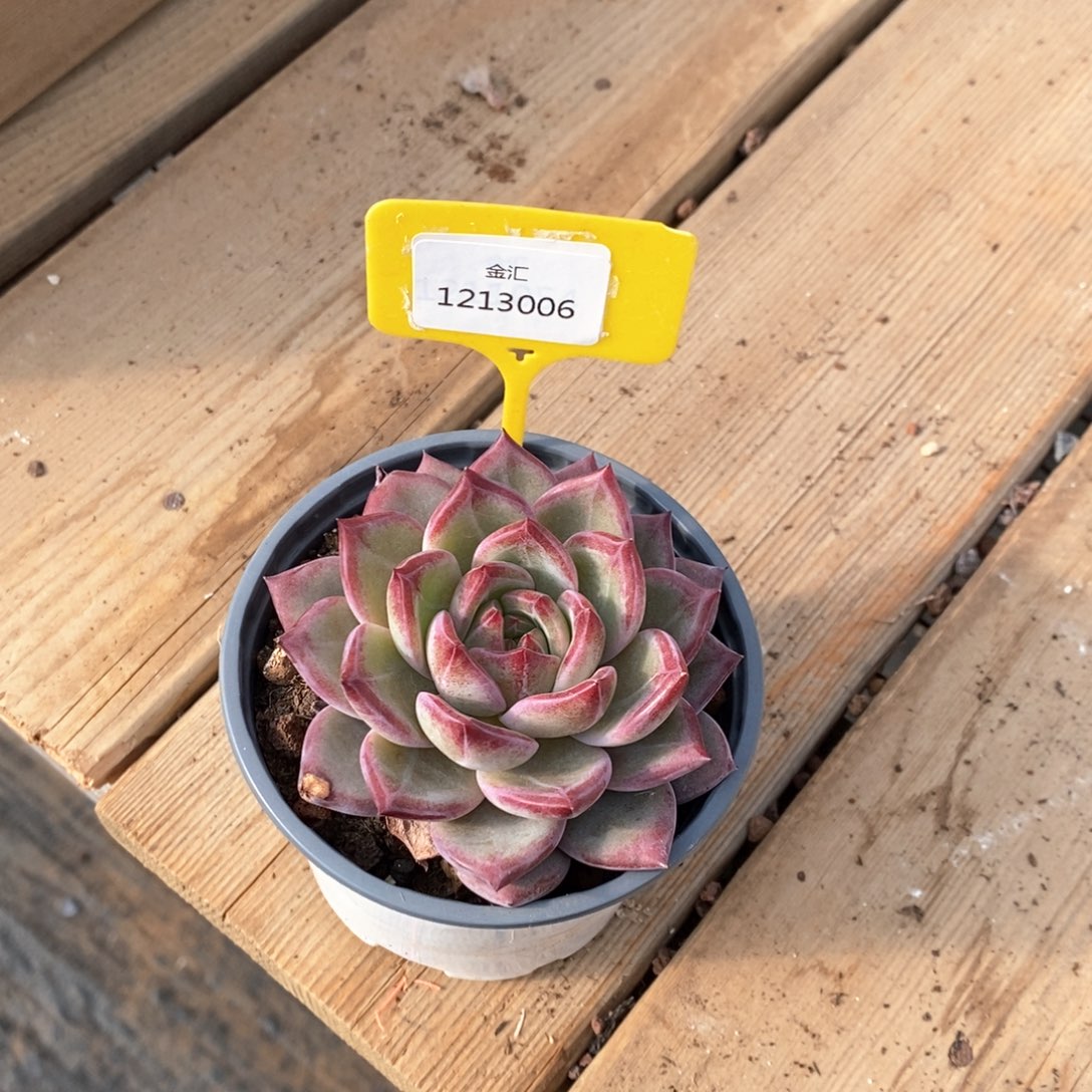 W**?1213006孤品插牌