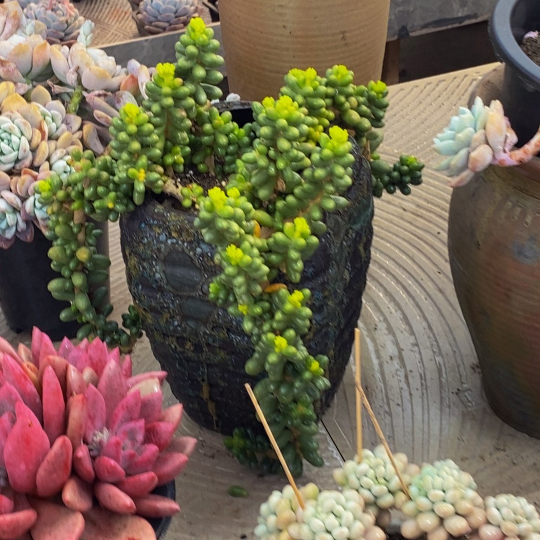 8*一物一拍多肉植物