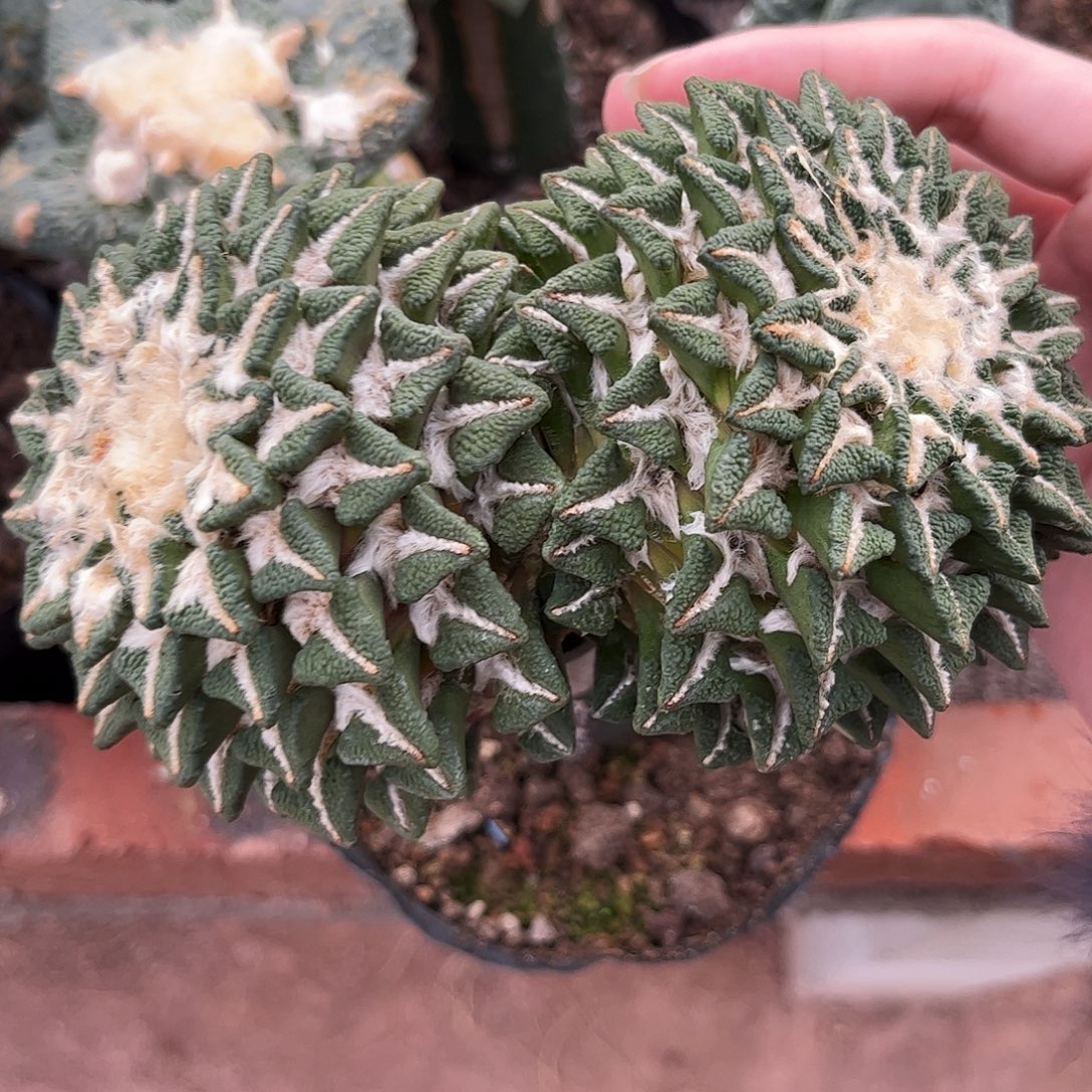 18号15cm无根双头螺旋大黑牡丹