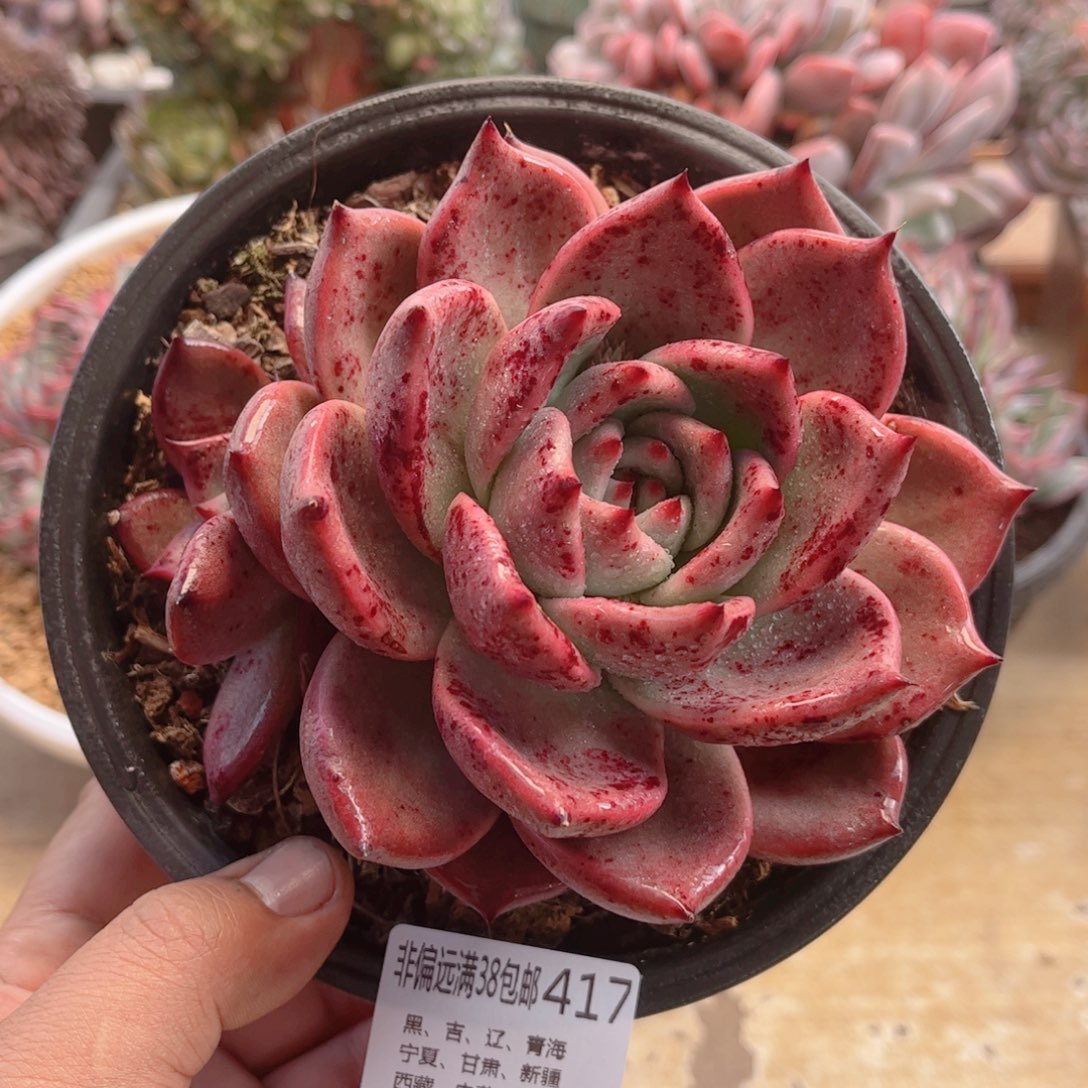 417罗密欧德华多肉