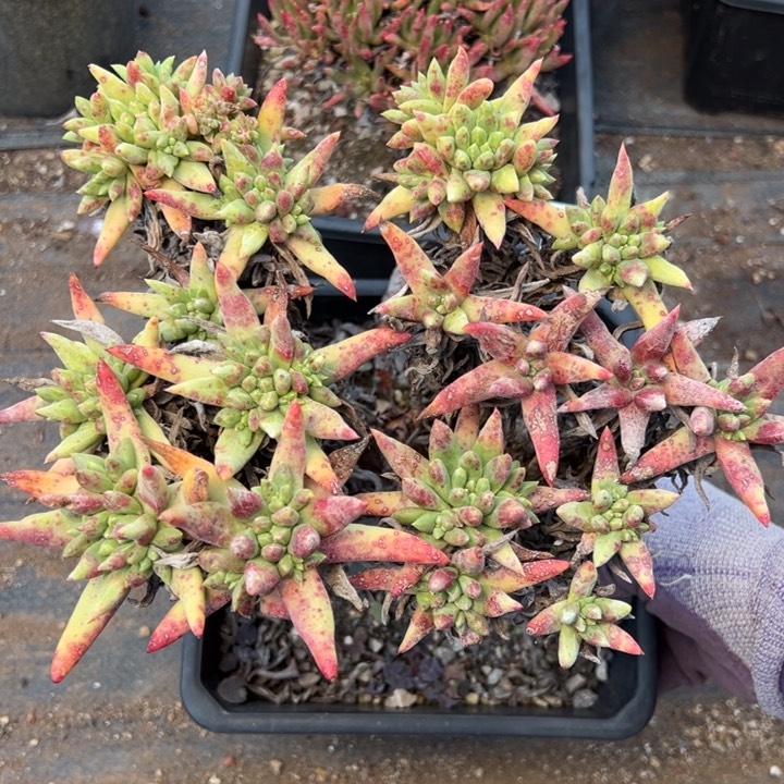 1543绿菊哈哈哈哈哈哈