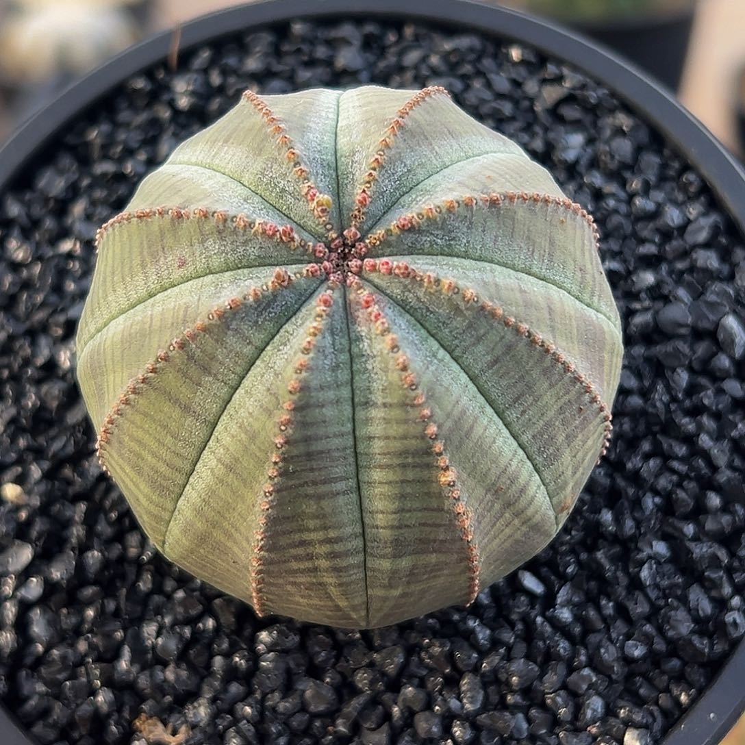 191布纹球5.5厘米8888888