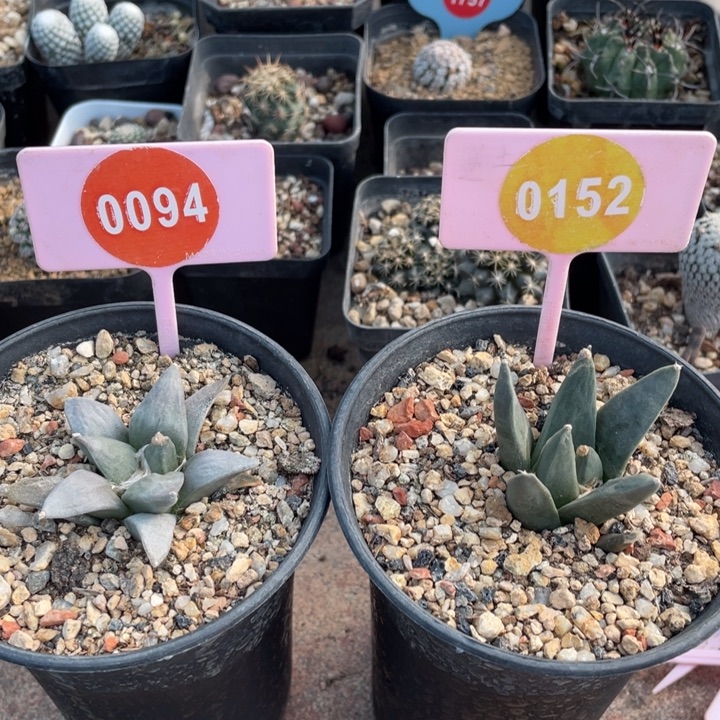 山***起实生牡丹2棵0152-009400000