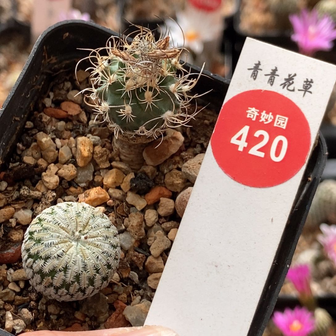 红花芜城丸加精巧殿