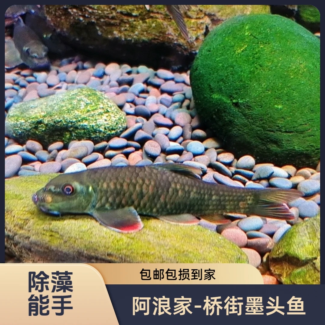桥街墨头鱼红鳍原生观赏鱼冷水淡水可除藻好养吉罗搭配鱼