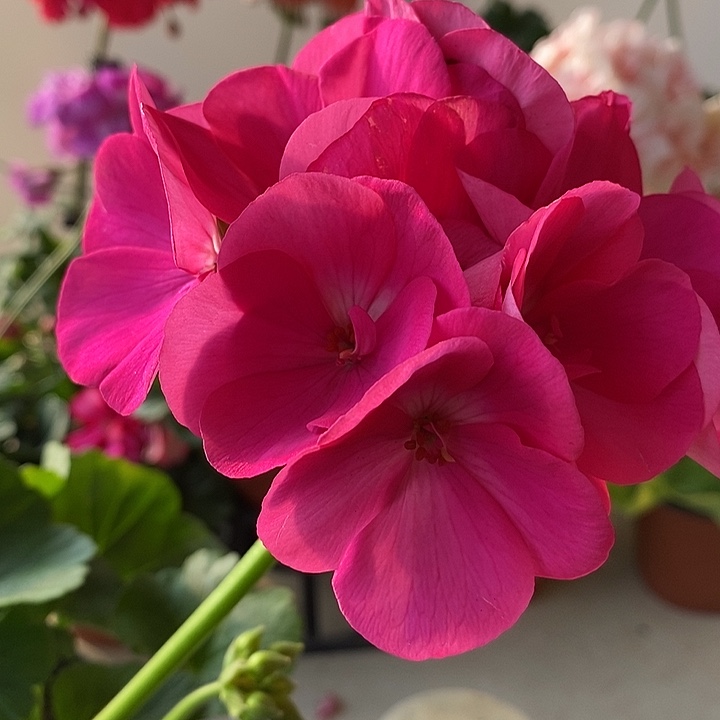 当前无花栽培后可以开花魔力粉