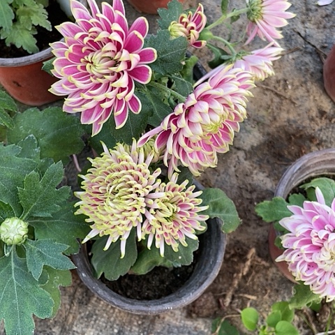 完全开放天门翡莲