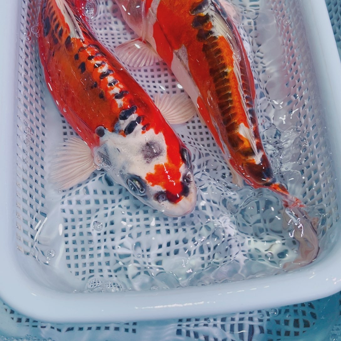 锦鲤锦鲤观赏鱼冷水146