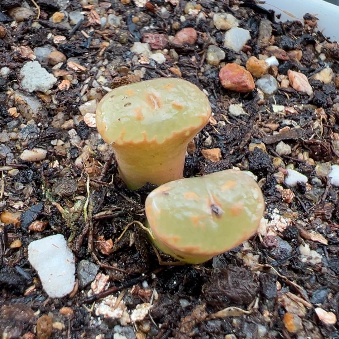 2.3好看的多肉a344