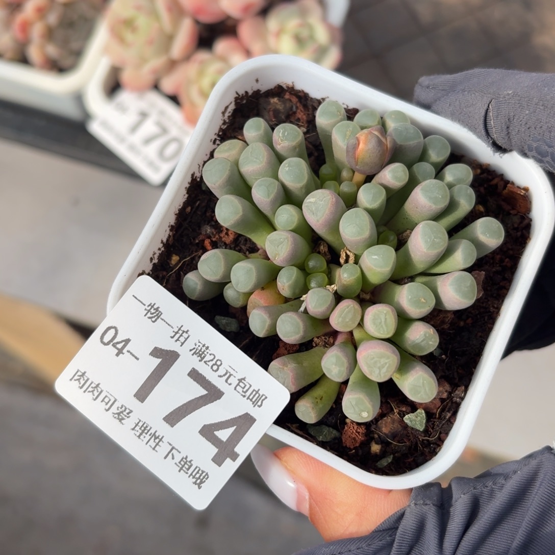 五十玲玉无盆土发货无盆