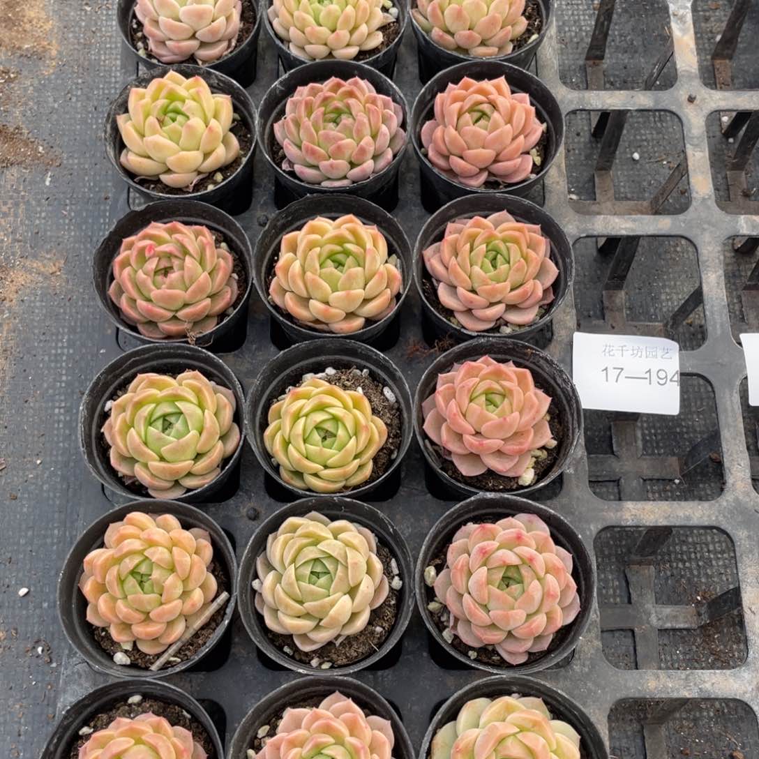 一物一拍18棵17-194