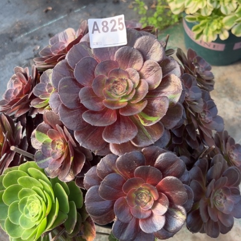 825花月夜32厘米左右