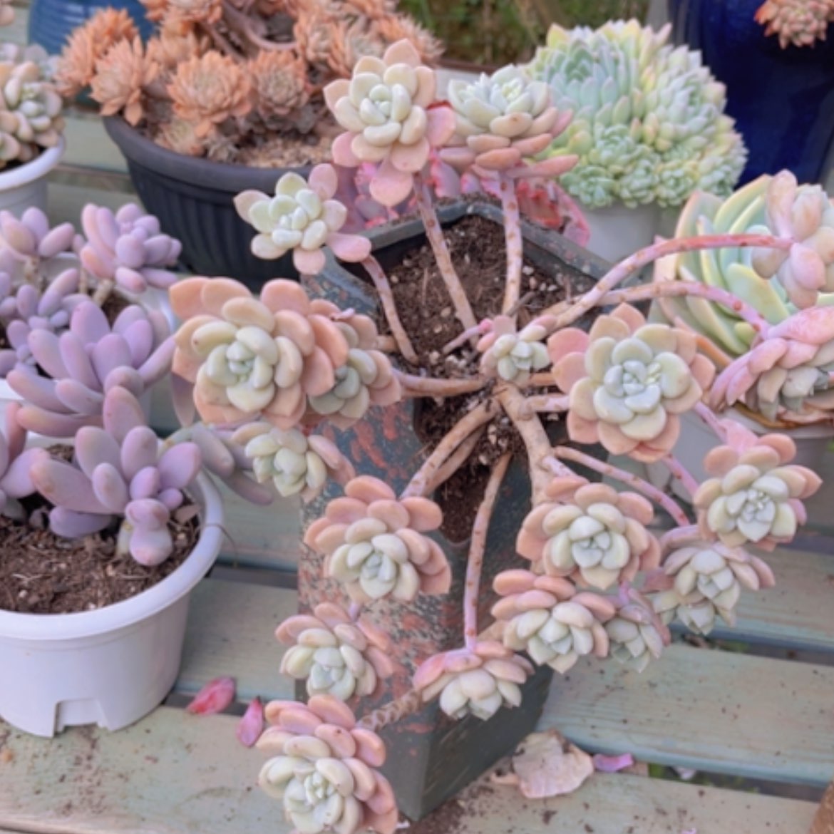 【闪购商品】克洛伊0918