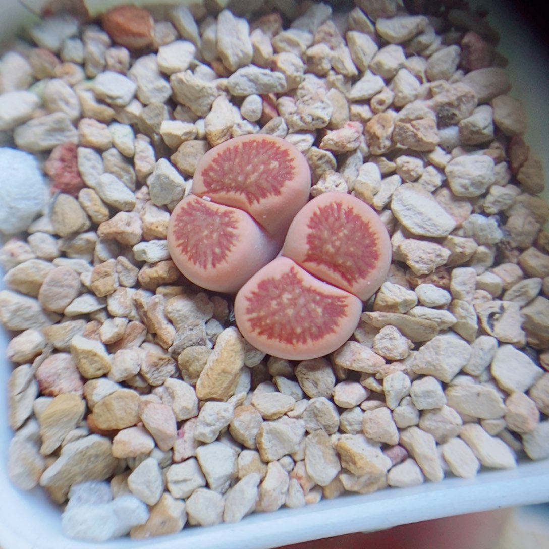 生石花花花花花花花花204