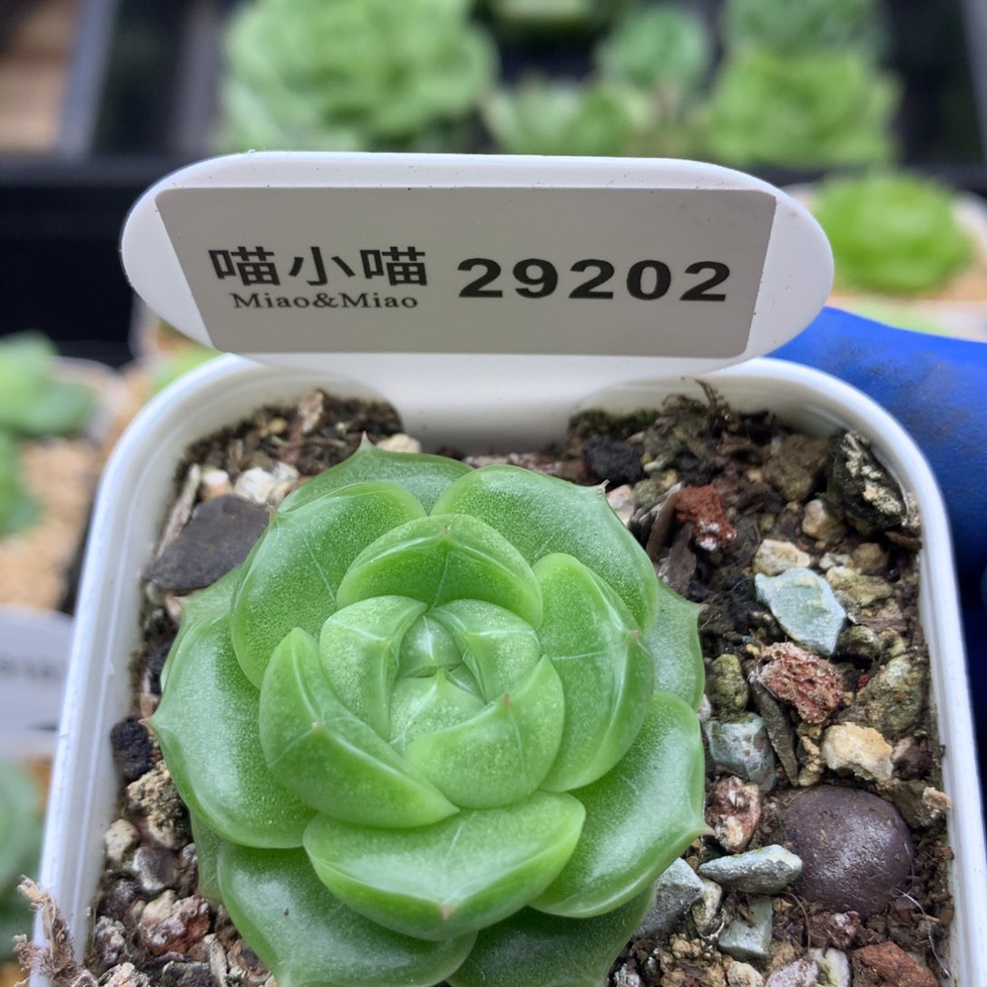 多肉植物杂交珍妮