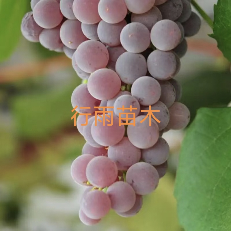 行雨苗木-寒香蜜扦插苗