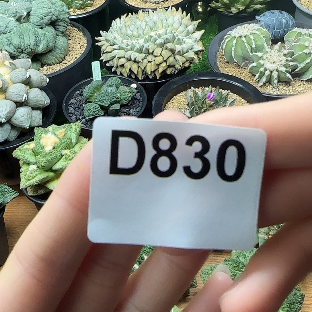 光琳推荐仙人球专拍