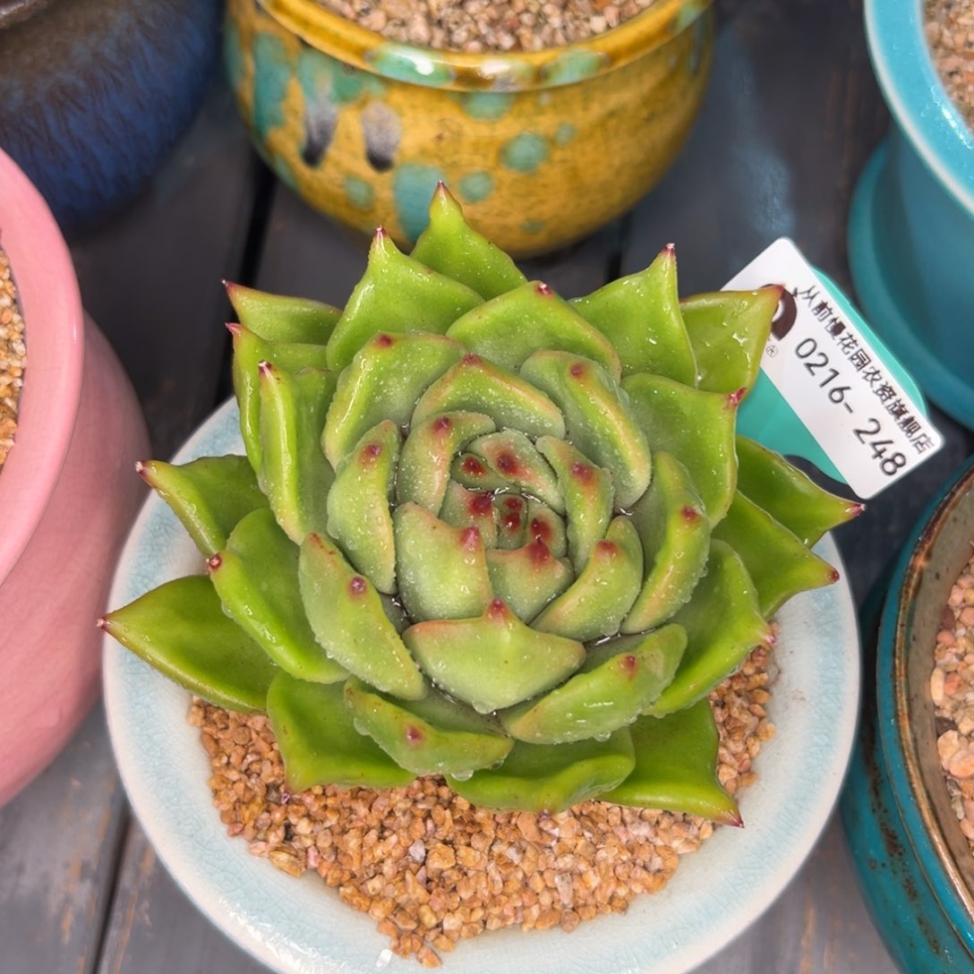 多肉一物一拍0216-248