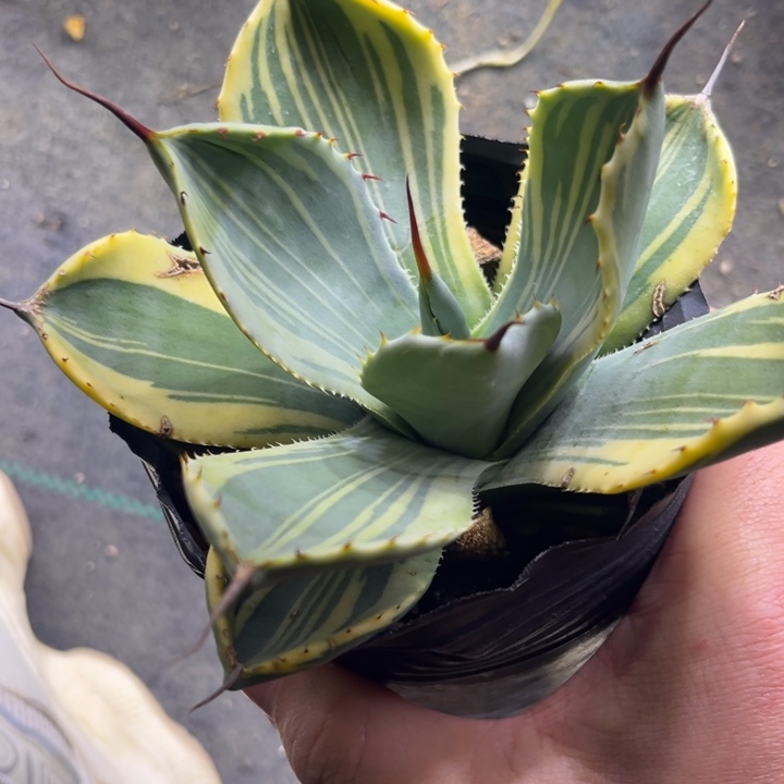 华****H娃娃脸龙舌兰多肉