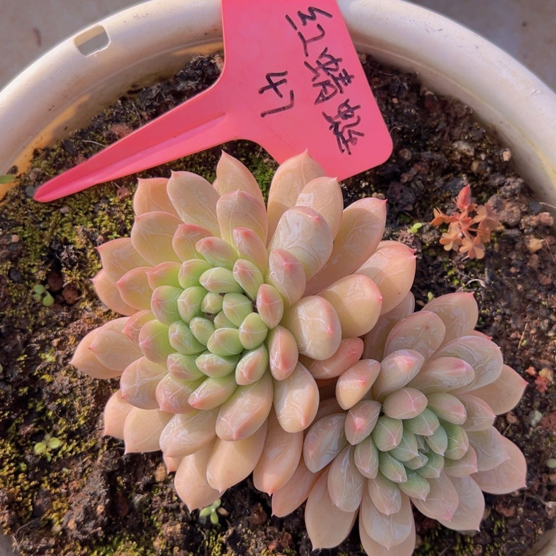 香玉等多种名贵的产品和服务于一体