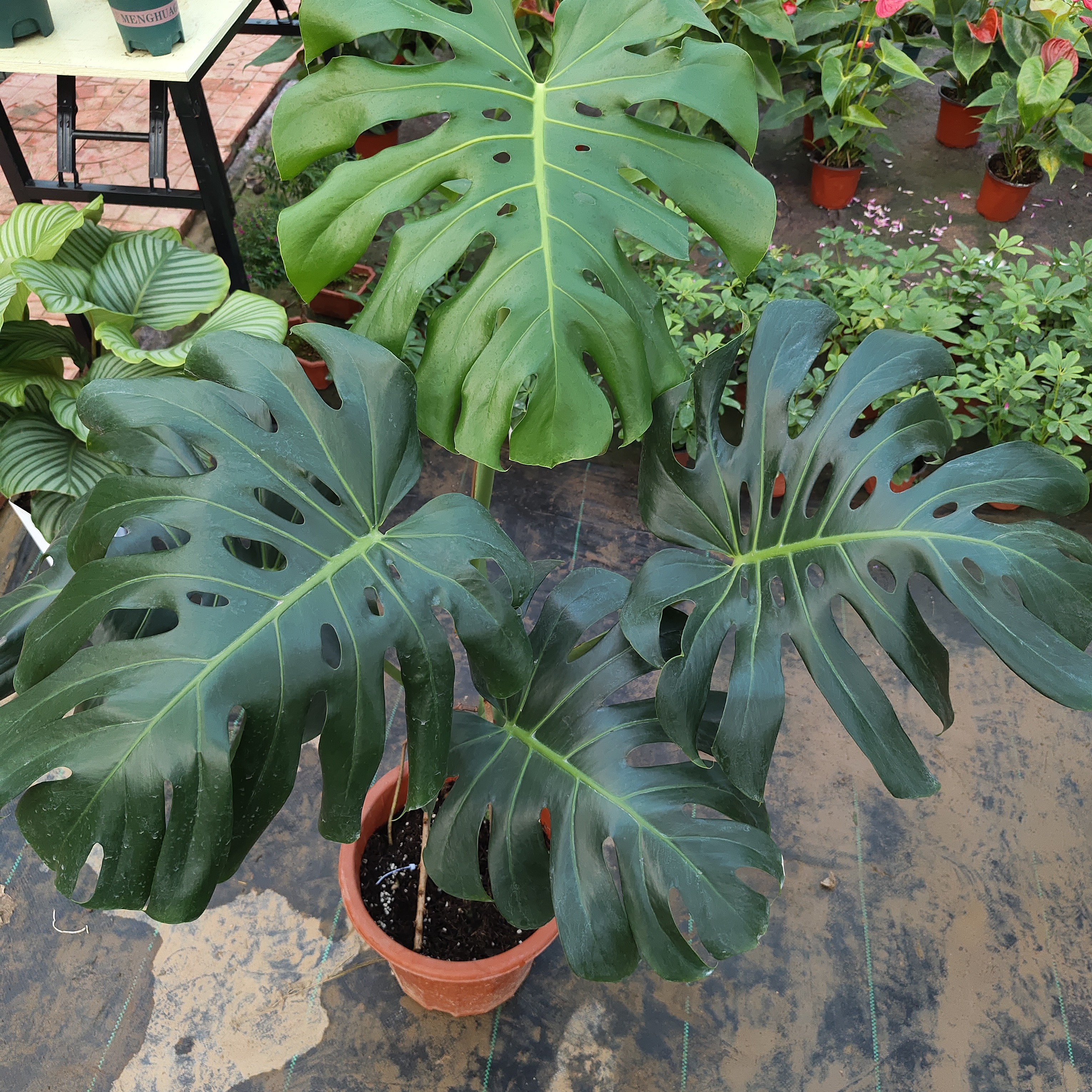 老庄龟背竹一米三高度净化空气美观室内绿植