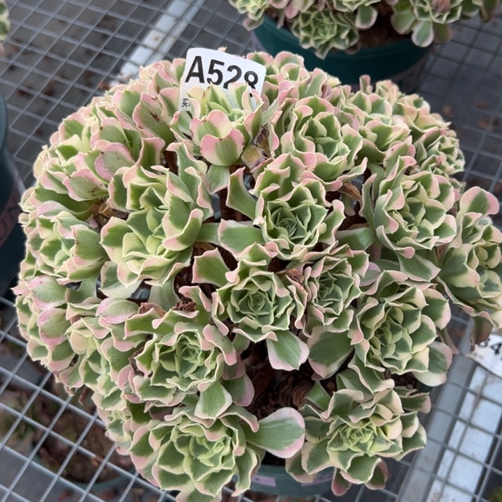 528白凤25厘米左右