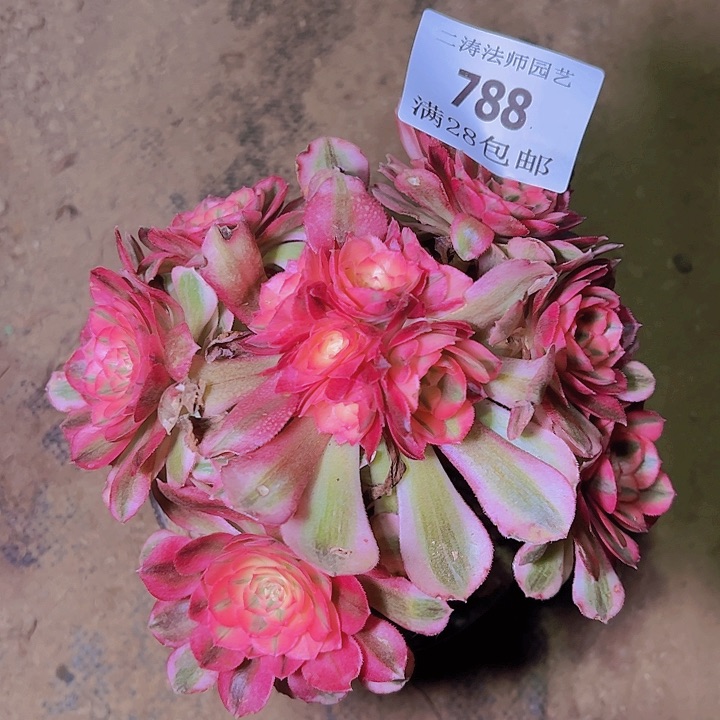 788荔枝多肉植物老桩