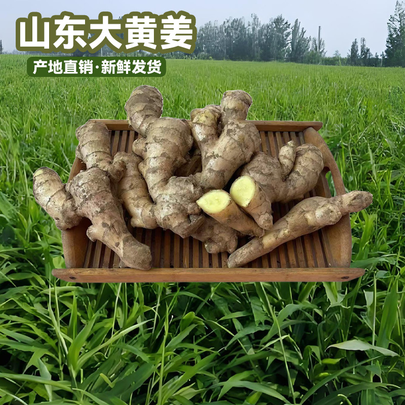 山东潍坊2024圆头大黄姜窖藏现挖新鲜精选大块3斤/5斤装