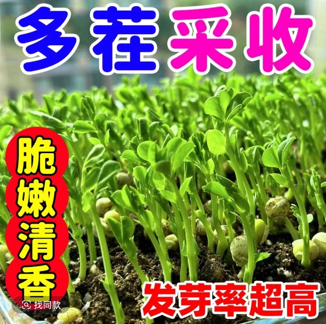 【全店拼满5包包邮】无须豌豆苗种子豌豆尖种豌豆尖种子