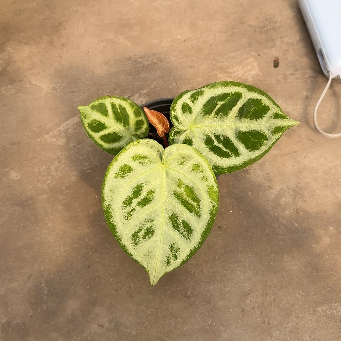 ****完全开放铜锣烧R101